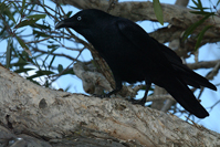 Corvus orru